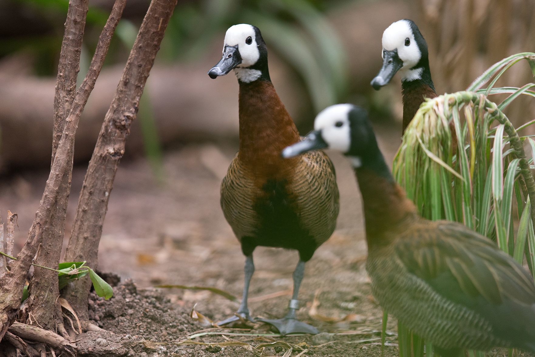 20180525_new_zooanimals059